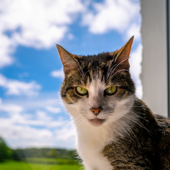Haruka, a tabby cat, against a bright sky