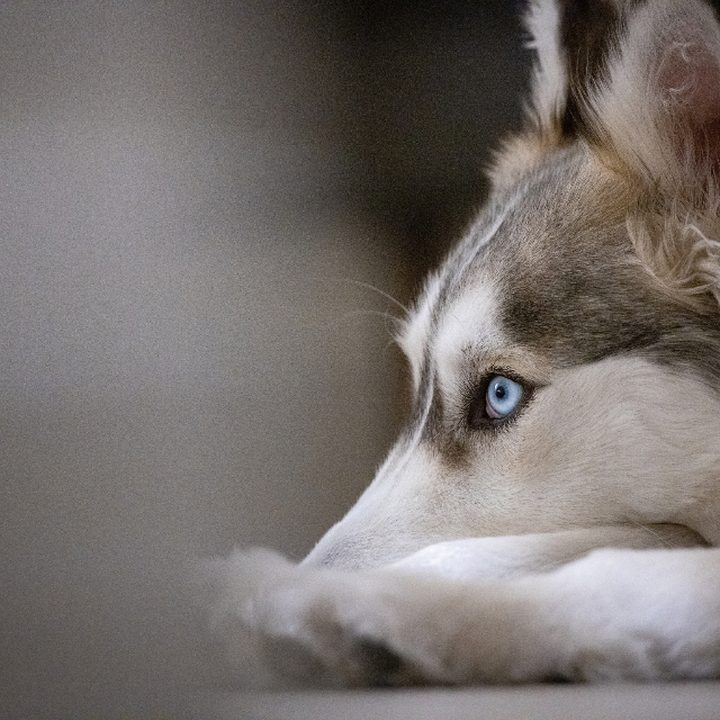 Kepler, a husky with one blue eye, resting on a pale floor