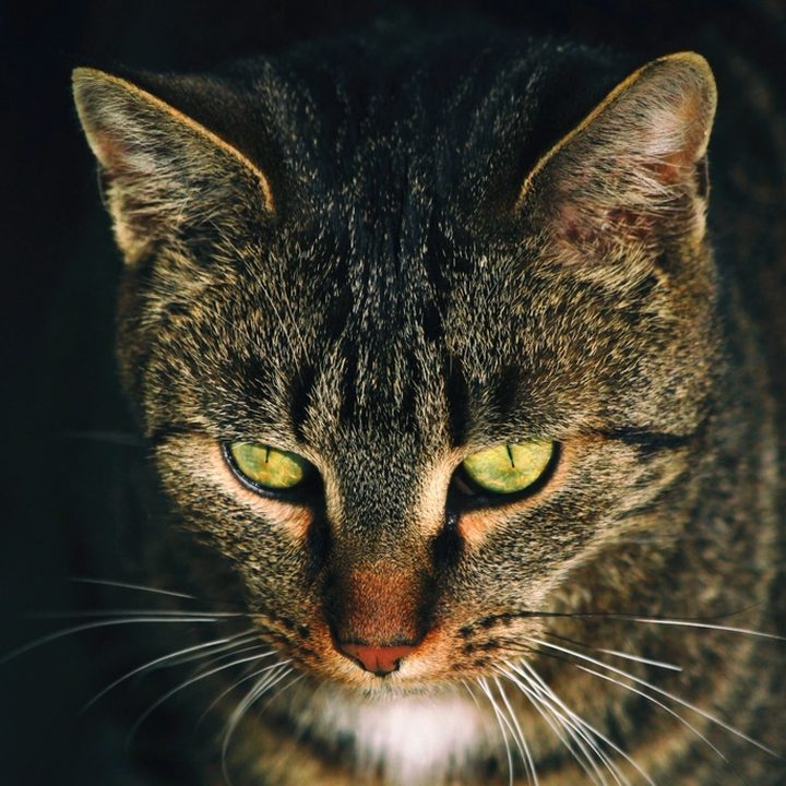 Mio, a tabby cat with green eyes