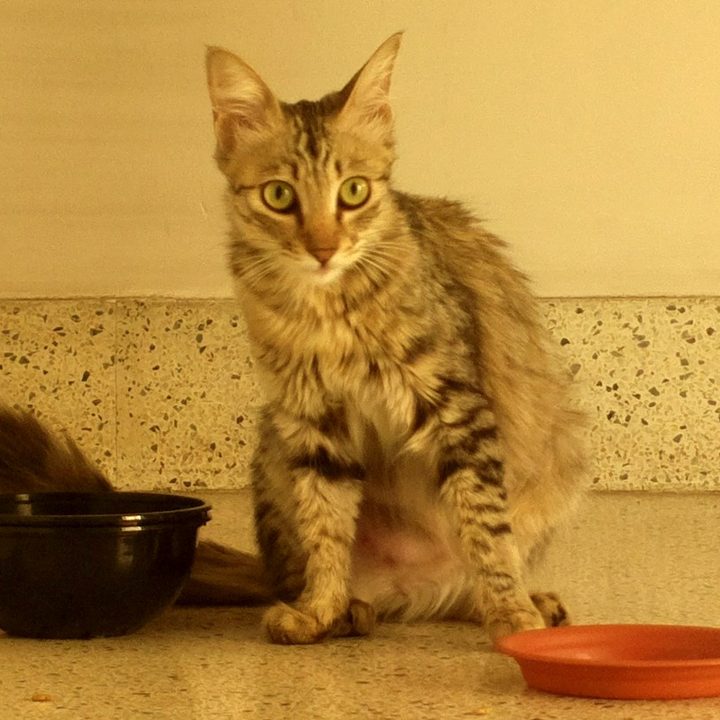 Mio beside her bowl